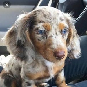 Meet your Posher, Francine